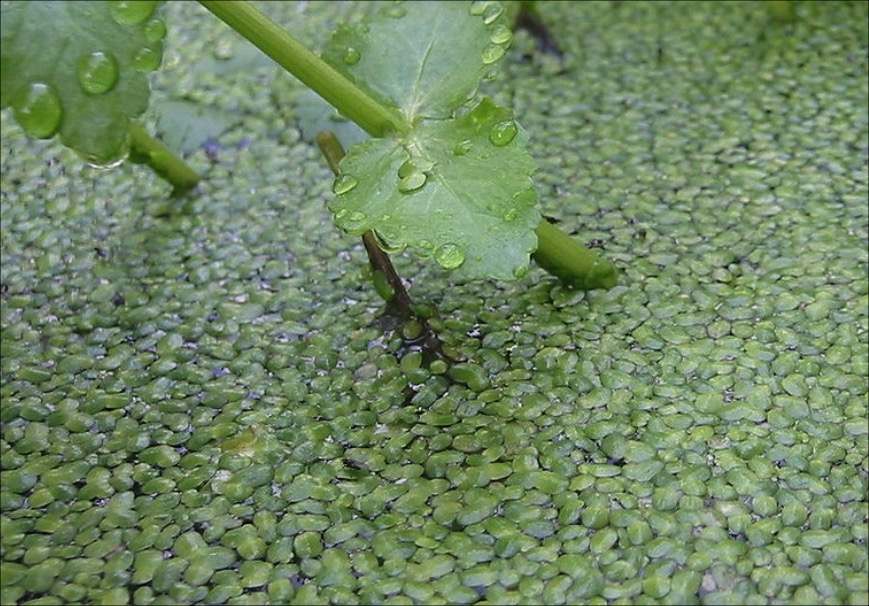 duckweed (courtesy Wikipedia)